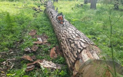 Спил и вырубка деревьев, корчевание пней - Йошкар-Ола, цены, предложения специалистов