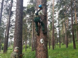 Спил и вырубка деревьев, кронирование, удаление старых деревьев стоимость услуг и где заказать - Козьмодемьянск