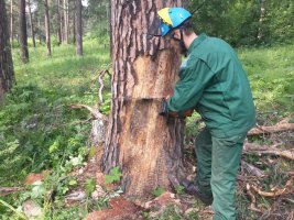 Спил и вырубка деревьев, кронирование, удаление старых деревьев стоимость услуг и где заказать - Йошкар-Ола